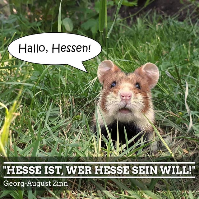 Willkommen in Hessen, lieber Feldhamster!