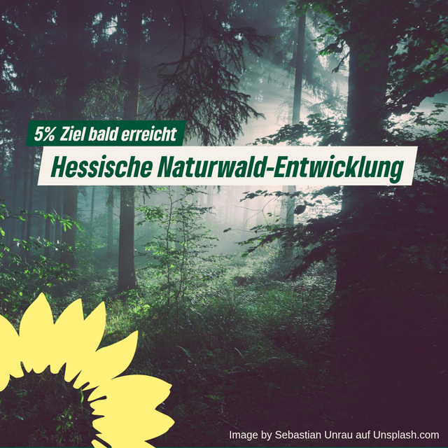 Hessische Naturwald-Entwicklung