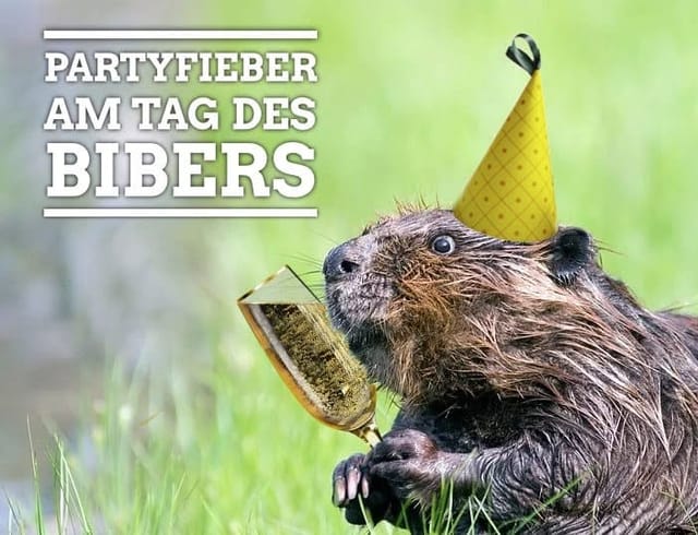 Partyfieber am Tag des Bibers