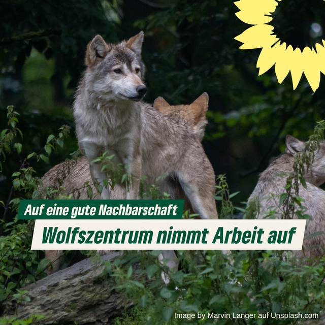 Wolfszentrum in Hessen nimmt die Arbeit auf